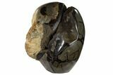 Ammonite In Septarian Nodule - Madagascar #113739-2
